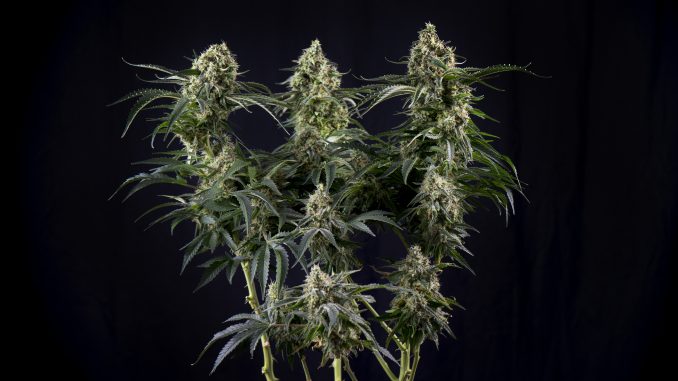 https://www.leafly.com/news/cannabis-101/flush-cannabis-plants