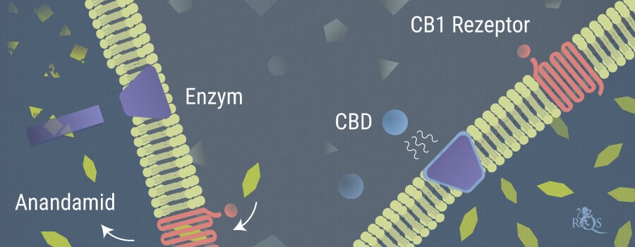 Anandamid i CB1 receptor