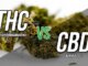 Koja je razlika između THC i CBD spojeva?