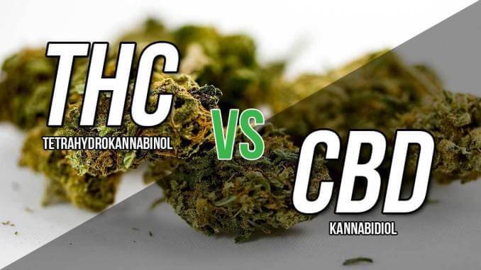 Koja je razlika između THC i CBD spojeva?