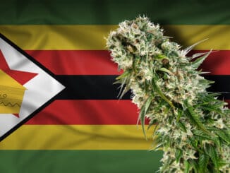 Legalizacija kanabisa u Zimbabveu je na pragu