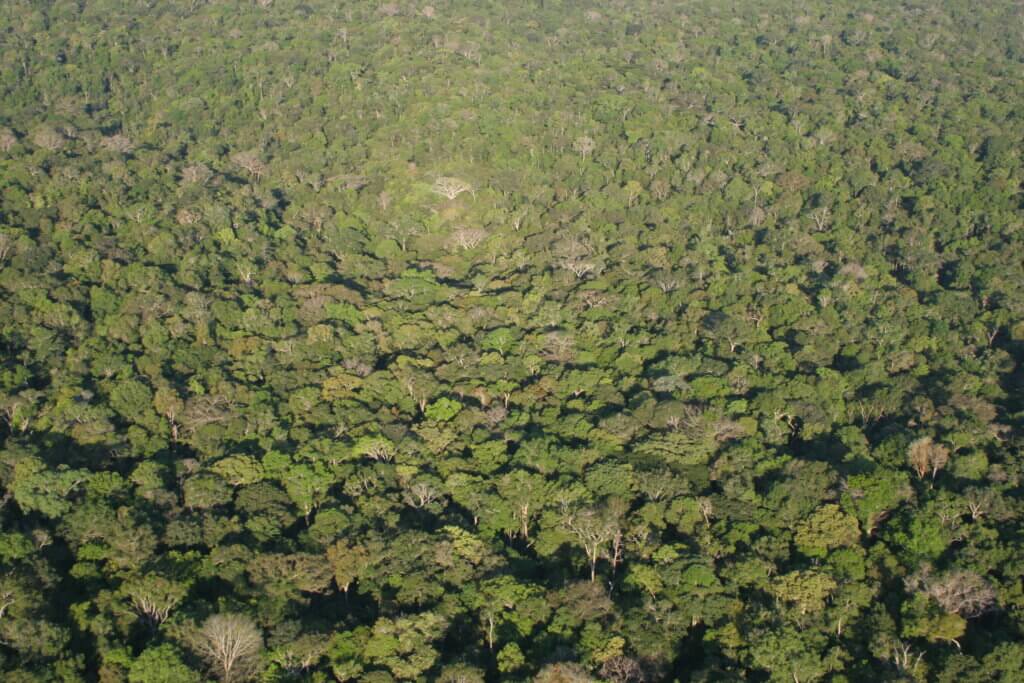 Amazona trenutno pati od ogromne deforestacije i požara.