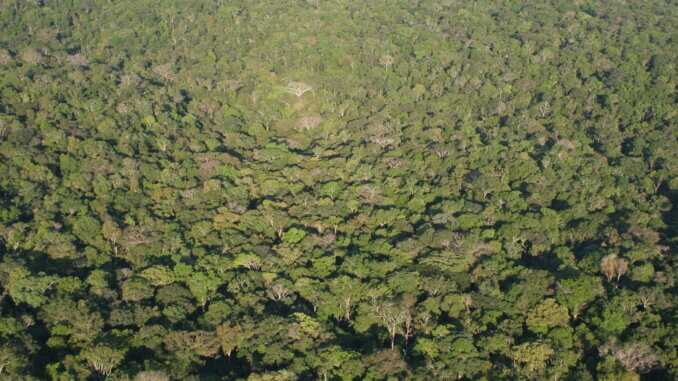 Amazona trenutno pati od ogromne deforestacije i požara.