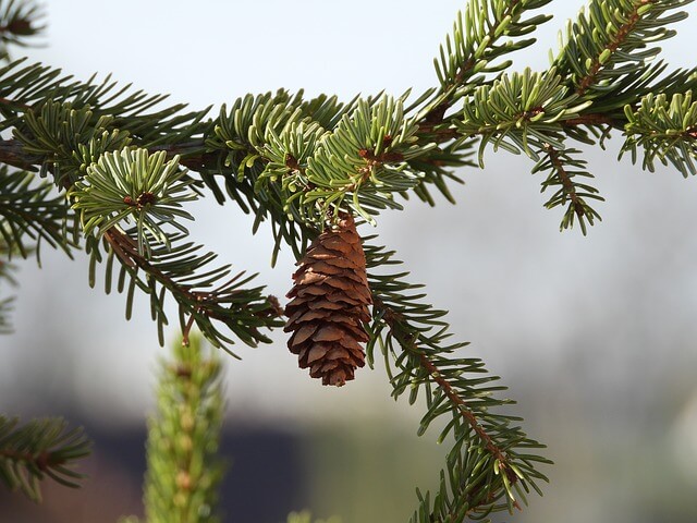 Alfa i beta pineni su terpeni zaslužni za miris bora i nekih sorti kanabisa