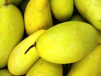 Mango se koristi uz kanabis u svrhu povećanja potencije marihuane
