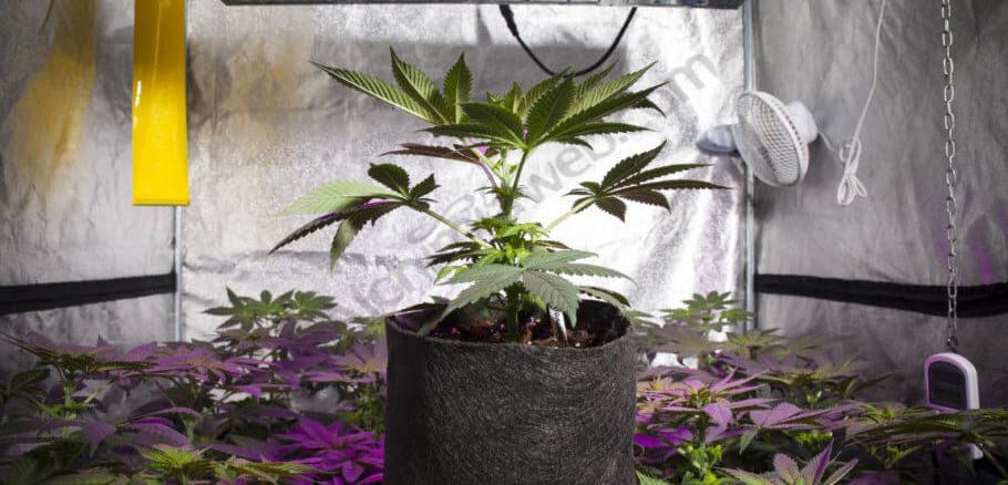 Growbox se pokazao kao odlično rješenje za unutarnji uzgoj konoplje