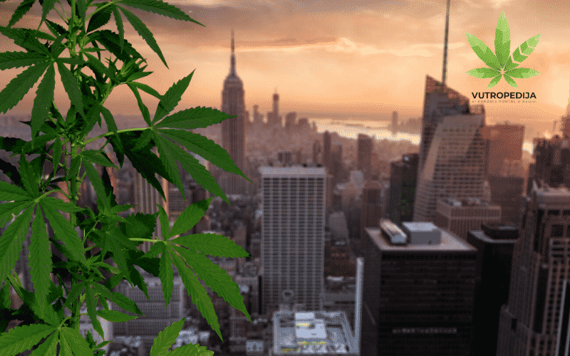 Potpuna legalizacija kanabisa u New Yorku