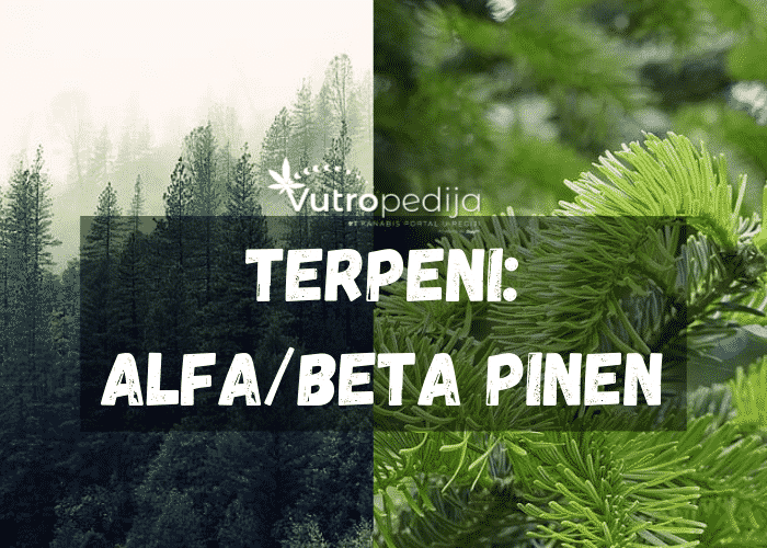 Alfa/beta pinen